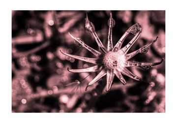 twilight_gems_pink-web